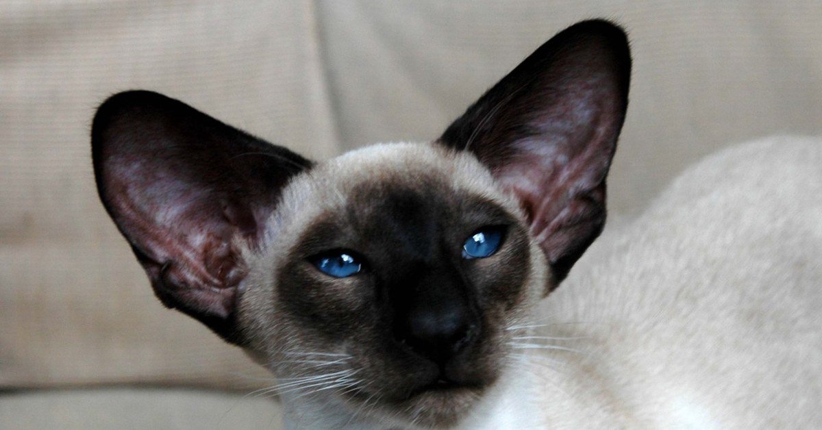 Cat Breeding as a Hobby