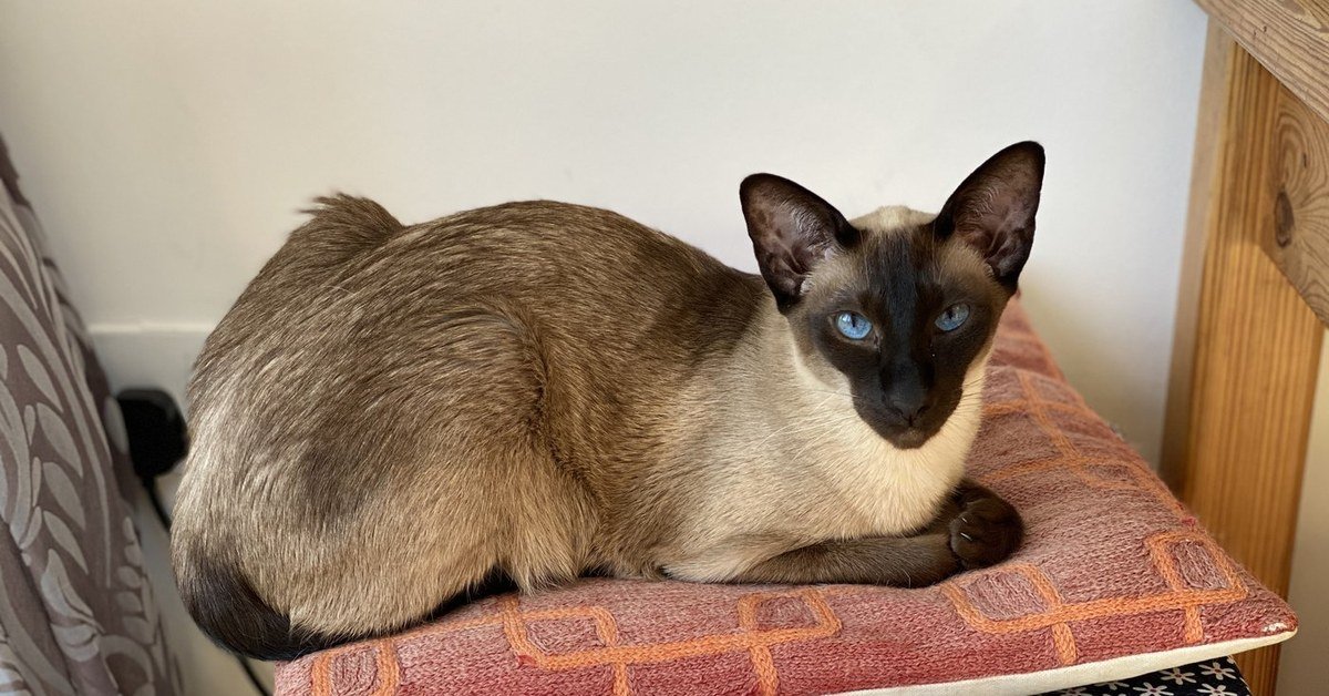 How to Name a Pedigree Kitten: GCCF Registered Names Explained