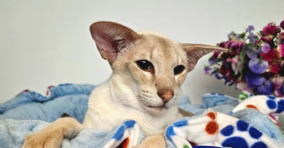 Cattery Name Ideas: 80+ Prefix Inspirations by Style