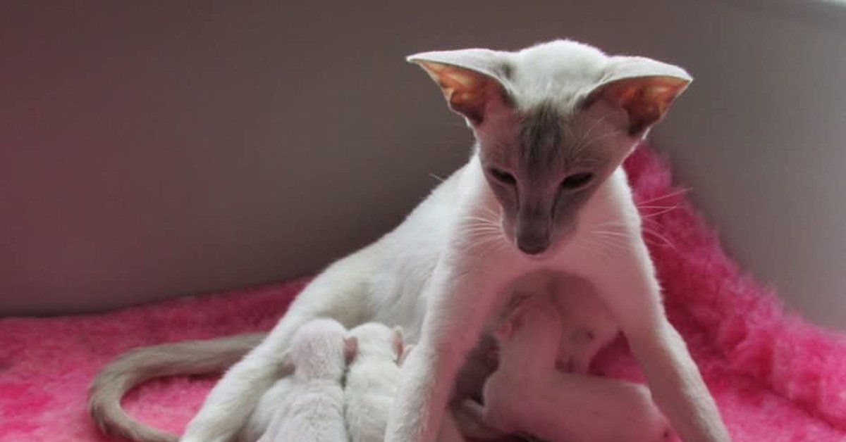 Tube Feeding Kittens: A Breeder’s Practical Guide to Keeping Orphaned or Rejected Kittens Alive