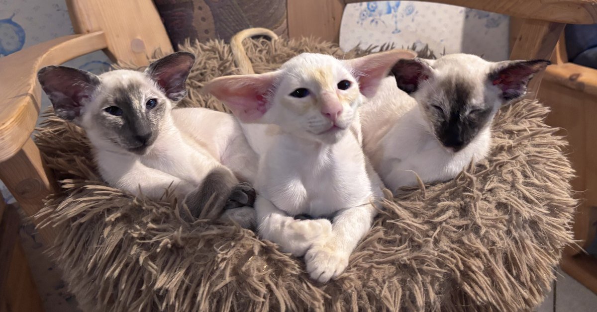 Siamese Cat Genetics: A Breeder’s Guide to Colour, Pattern, and What Your Kittens Will Look Like