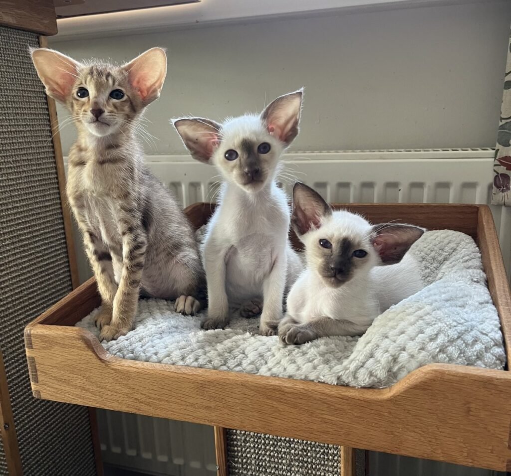 Oriental Shorthair and Siamese kittens showing colour variety from the same breeding programme Oriental Shorthair tabby kitten and two Siamese kittens in chocolate point and seal point colouring sitting in a wooden cat bed