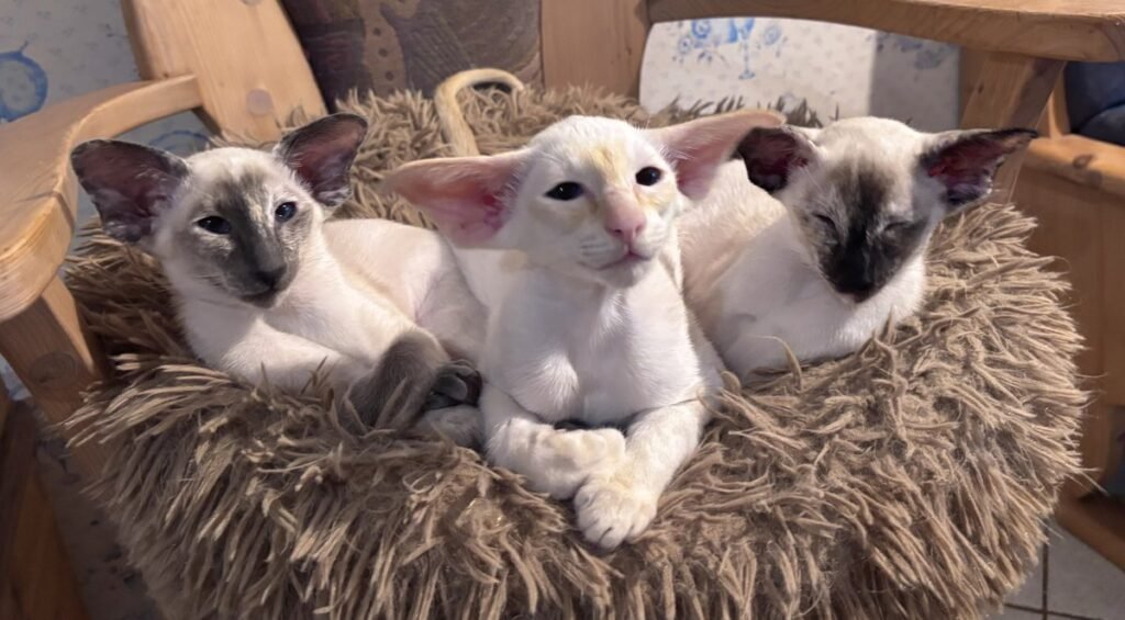 Siamese kittens in blue tortie, cream and seal tortie point showing the dilution gene in action Three Siamese kittens showing blue tortie point and cream point colouring curled together in a wicker basket with a seal tortie point