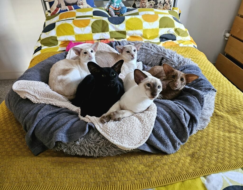 Mixed Siamese and Oriental Shorthair kittens showing the colour variety a breeding programme can produce Mixed Siamese and Oriental Shorthair kittens in a grey cat bed