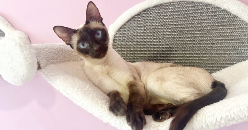 A relaxed Siamese cat resting calmly at home