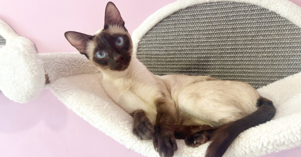 Stress in Cats: Signs, Triggers & What Actually Helps